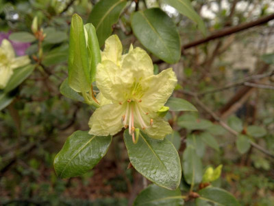 040520123826R.triflorum_var._triflorum_LS.jpg