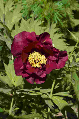 paeonia-daedalus-2011-2a.jpg