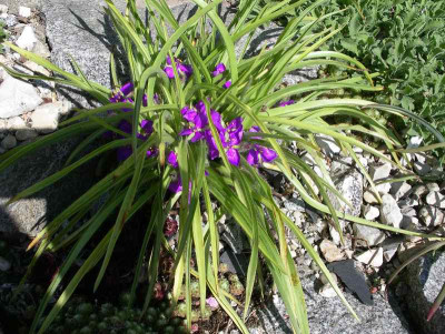 comp_Tradescantia_longipes_04.0512.jpg