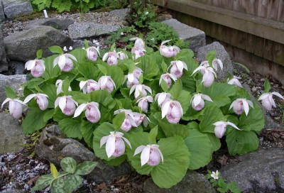 comp_Cypripedium_formosanum_04.05.12.jpg