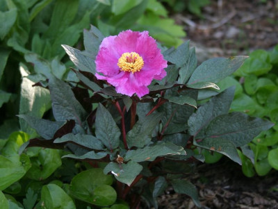 IMG_6744_ePaeonia_cambessedesii.JPG