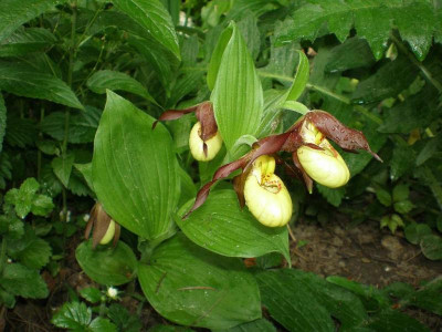 GP_Cypripedium_2012e.jpg