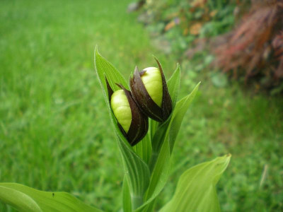 GP_Cypripedium_calceolus_2012-05-05e.jpg