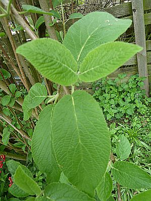Viburnum_P10309511.jpg