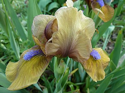 Iris_barb_nana_Gingebread_Man_P10309461.jpg