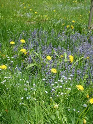 wiese_05-05.jpg