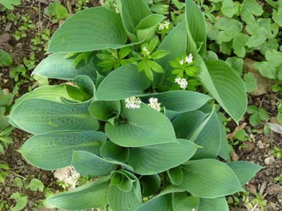 hosta-waldmeister.jpg
