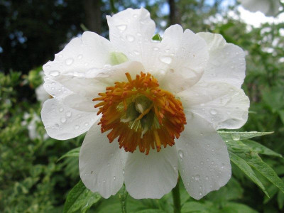 Paeonia_Early_Windflower_2011_2_Gartenpur.jpg