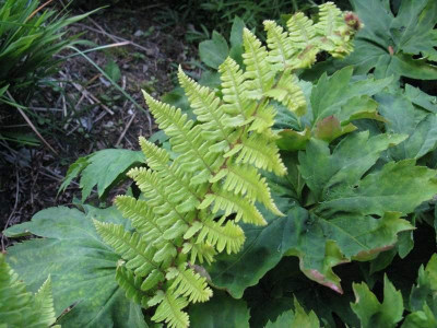 Dryopteris_affinis_Gartenpur.jpg