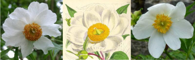 Paeonia_emodi_Early_Windflower_Curtis_Vergleich_min.jpg