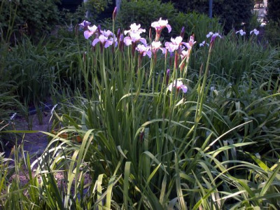 Iris_sibtosa_Queen002.jpg