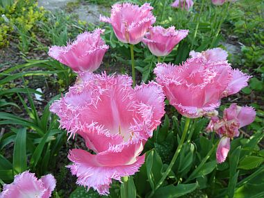 Fancy_Frills_P10309171.jpg
