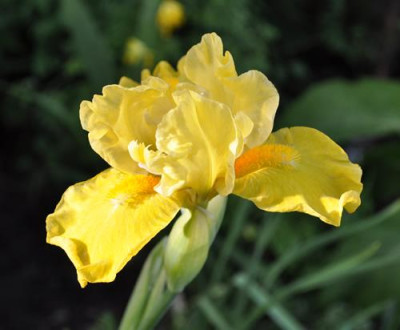Iris_gelb_12__4076.jpg