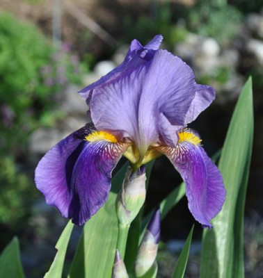 Iris_blau_mit_gB_12__4069.jpg