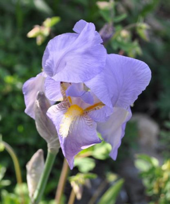 Iris_hb_gB_12__4078.jpg