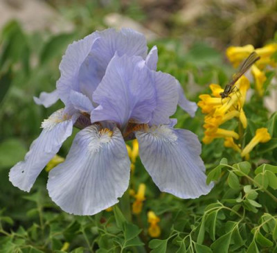 Iris_hb_wB_12__4088.jpg