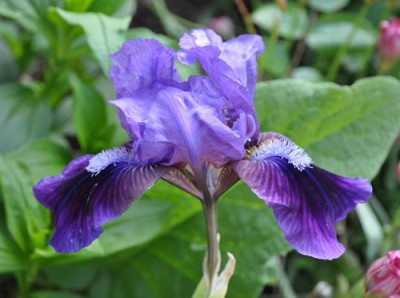 Iris_b_wB_12__4114.jpg