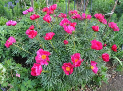 Paeonia_x_smouthii_12__4080.jpg