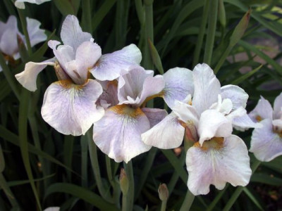 SSTT459003.jpg