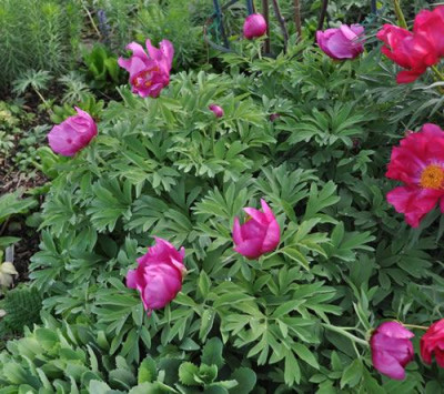 Paeonia_peregrina_x_officinalis_12__4082.jpg