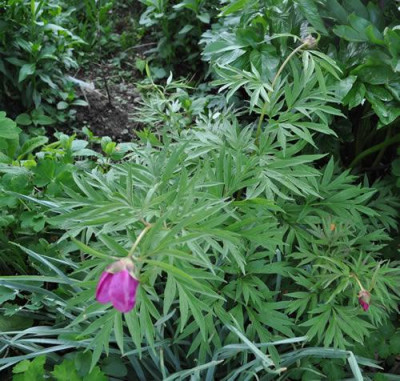 Paeonia_veitchii_12__4120.jpg