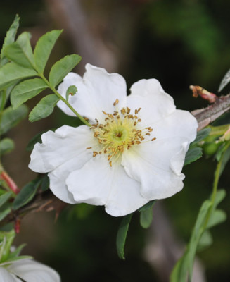 Rosa_omeiensis_pteracantha_12__4104.jpg
