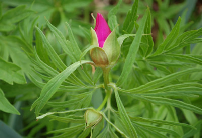 Paeonia_anomala_ssp_veitchii_2_10__64676.jpg
