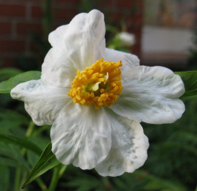 Paeonia_Windflower_Typ_II_Gartenpur.JPG