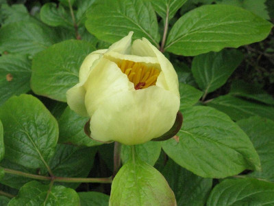 Paeonia_steveniana_Gartenpur.jpg