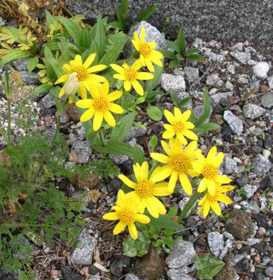 comp_Arnica_rydbergii_06.0512.jpg