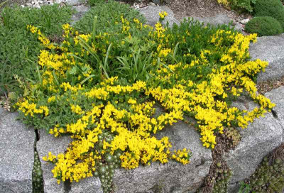comp_Cystisus_decumbens_06.05.12.jpg