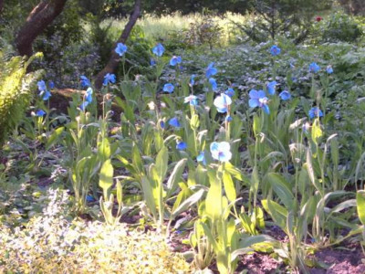 Meconopsis_1.JPG