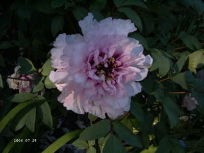 Mauve_Paeonia.JPG