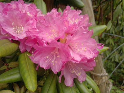 060520123894R.degronianum_ssp.heptamerum_var.hondoense_C.W.Me_Ken.jpg