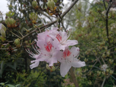 060520123895R.yunnanense_SBEC_A.jpg
