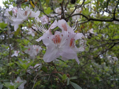 060520123905R.yunnanense_SBEC_G.jpg
