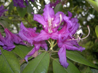060520123907R.concinnum_C.5085.jpg