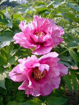 Paeonia_pink_doppelt.JPG