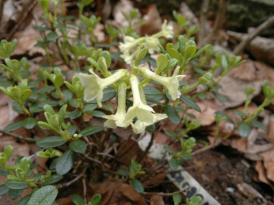 060520123902R.sargentianum_yellow.jpg