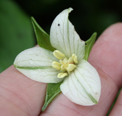trillium_cernuum2.jpg
