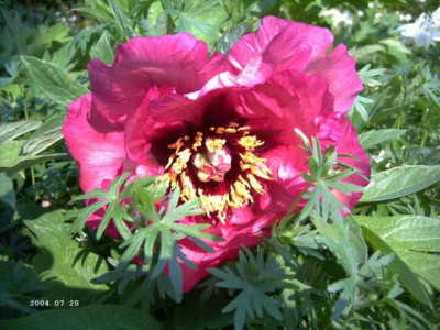 Pink_Paeonia.JPG