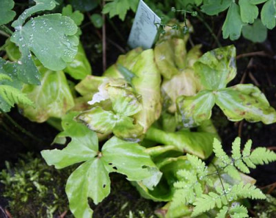 trillium_befallen.jpg