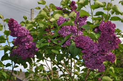 Syringa_vulgaris_Ludwig_Spath_12__14094.jpg