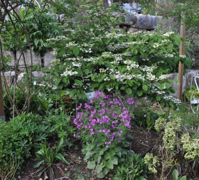 Viburnum_plicatum_mariesii_12__14084.jpg