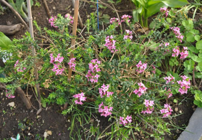 Daphne_cneorum_12__14113.jpg