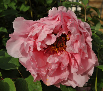 Jeanne_dArc_12__14090.jpg