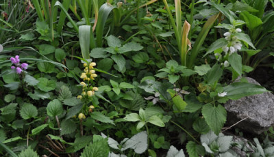 Lamium_maculatum_Lamium_galeobdolon_Lamium_labum_12__14098.jpg