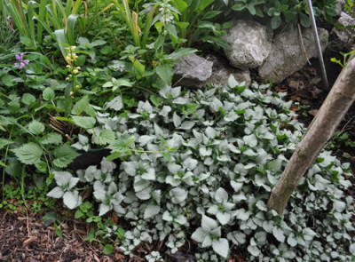 Lamium_maculatum_Beacon_Silver_12__14099.jpg