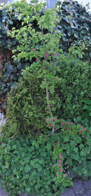 Crataegus_laevigata_Pauls_Scarlet_12_14108.jpg