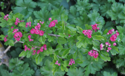 Crataegus_laevigata_Pauls_Scarlet_2_12__14107.jpg
